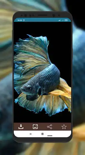 Play Wallpaper Ikan Cupang as an online game Wallpaper Ikan Cupang with UptoPlay