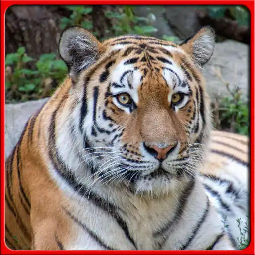 Play Wallpaper Tiger Full HD APK