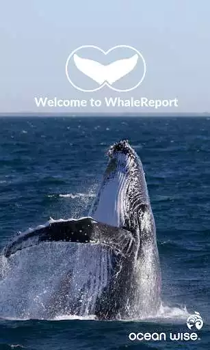 Play Whale Report