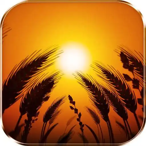 Play Wheat Field Live Wallpaper APK