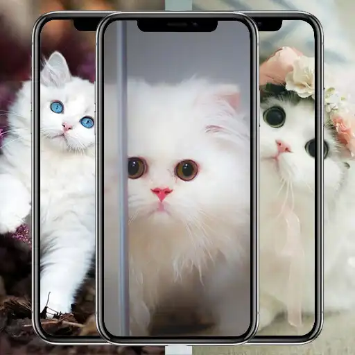 Play White Kitten Wallpaper APK