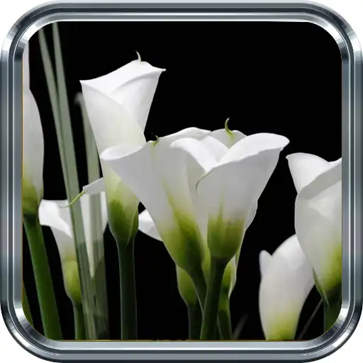 Play White Lily Wallpaper APK