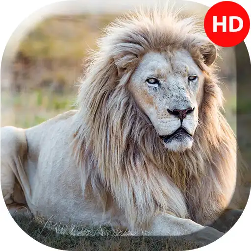 Play White Lion Wallpapers  - 4k  Full HD Wallpapers APK