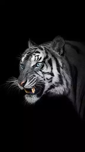 Play White Tiger Wallpapers  and enjoy White Tiger Wallpapers with UptoPlay