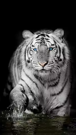 Play White Tiger Wallpapers as an online game White Tiger Wallpapers with UptoPlay