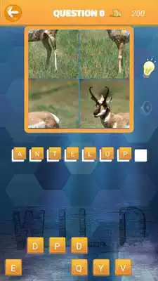 Play Wild Animals Quiz