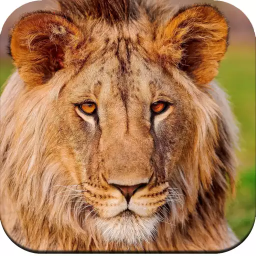 Play Wild Animal Wallpaper HD APK