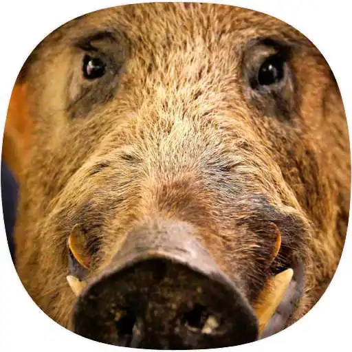 Play Wild Boar Ringtones APK