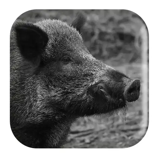 Play Wild Boar Sounds APK