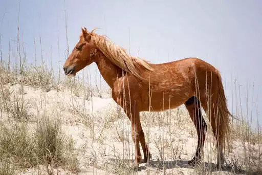 Play Wild horse wallpapers