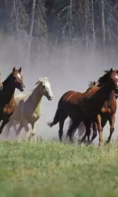 Play Wild horse wallpapers