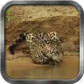 Free play online Wild Leopard Live Wallpaper APK