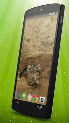 Play Wild Leopard Live Wallpaper