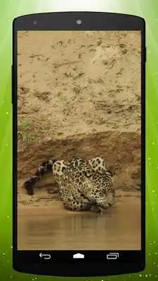 Play Wild Leopard Live Wallpaper