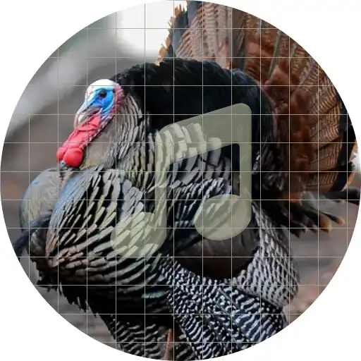 Play Wild Turkey Sounds ~ Sboard.pro APK