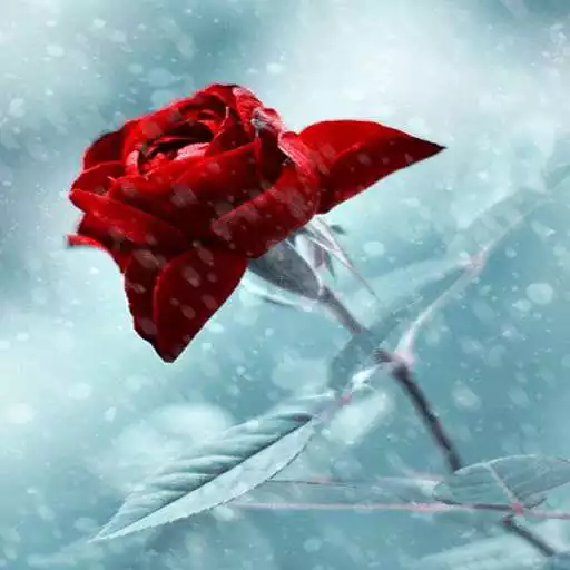 Play Winter Red Rose LWP APK