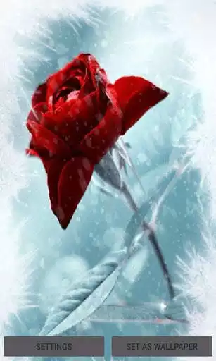 Play Winter Red Rose LWP  and enjoy Winter Red Rose LWP with UptoPlay