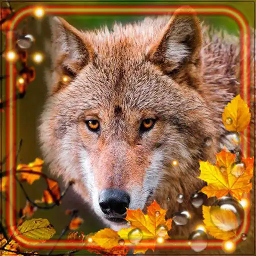 Play Wolf Autumn Live Wallpaper APK