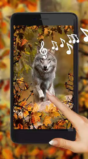 Play Wolf Autumn Live Wallpaper  and enjoy Wolf Autumn Live Wallpaper with UptoPlay