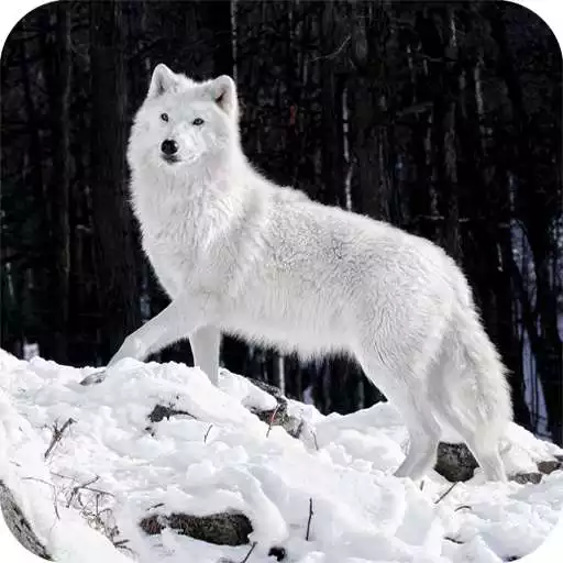 Play Wolf Full HD Wallpaper APK