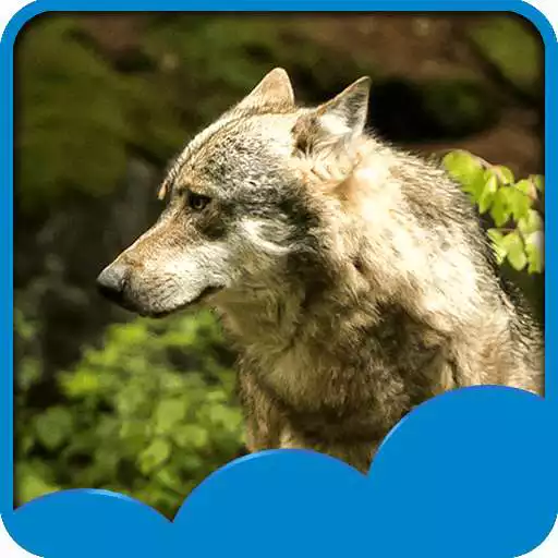 Free play online Wolf Live Wallpapers  APK