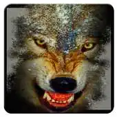 Free play online Wolf n Snowfall Live Wallpaper APK