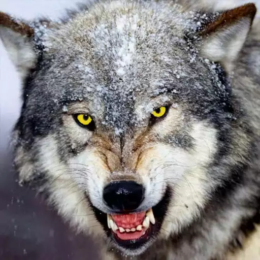 Free play online Wolf Wallpapers APK