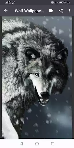 Play Wolf Wallpapers