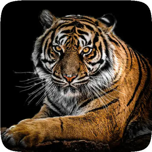 Play Wonderful Animal Wallpapers APK