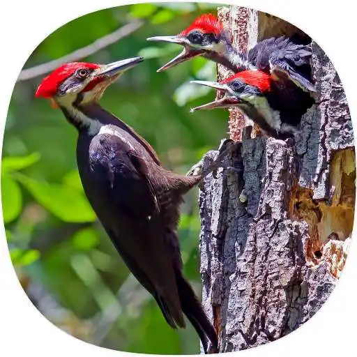 Play Woodpecker Ringtones APK