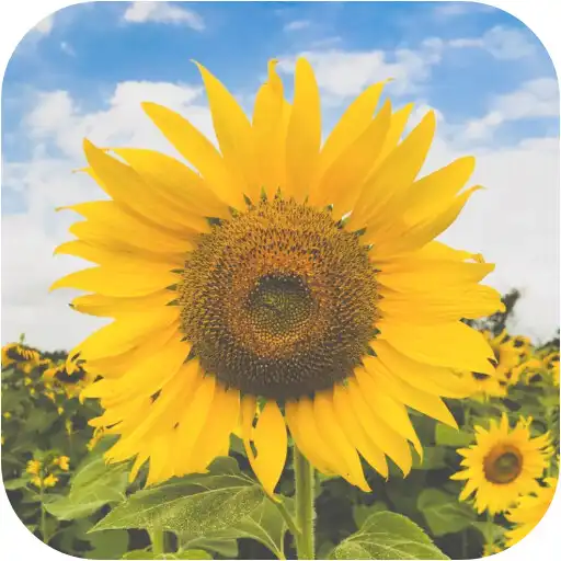 Play Yellow Aesthetic Wallpaper Offline APK