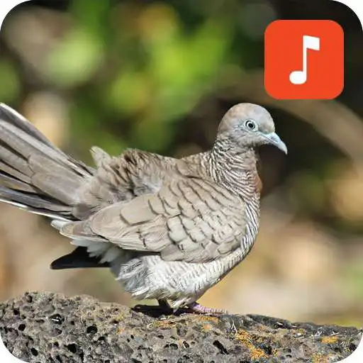 Play Zebra Dove Bird Calls APK