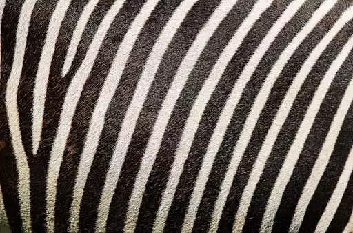 Play Zebra Print Wallpapers  and enjoy Zebra Print Wallpapers with UptoPlay