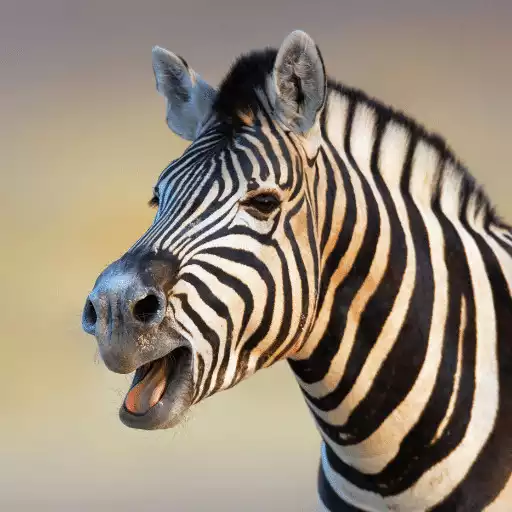 Play Zebra Sounds APK