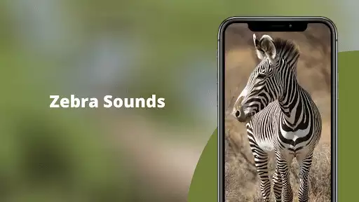 Play Zebra Sounds  and enjoy Zebra Sounds with UptoPlay