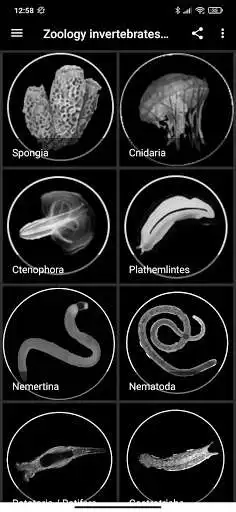 Play Zoology invertebrates part I  and enjoy Zoology invertebrates part I with UptoPlay